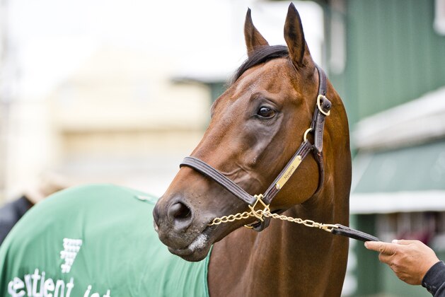 BALTIMORE, MD - MAY 11: Kentucky Derby winner Nyquist gets cleaned up after hitting the track at Pimlico Race Course for the first time on May 11, 2016 in Baltimore, Maryland. (Photo by Scott Serio/Eclipse Sportswire/Getty Images)