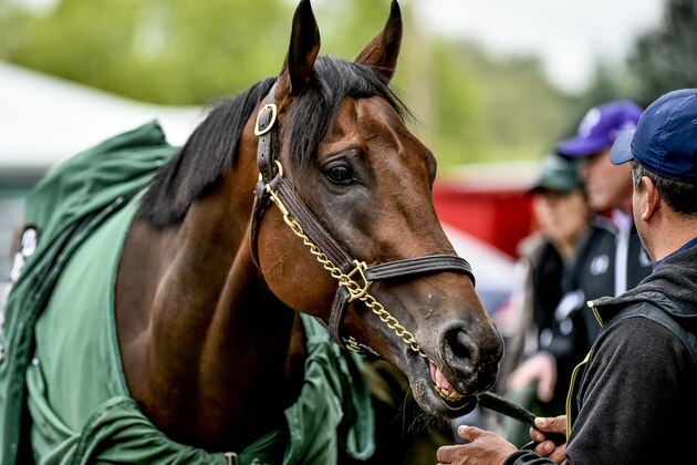 BALTIMORE, MD - MAY 18: Nyquist gets cleaned up after a jog as horses prepare for the Preakness Stakes at Pimlico Race Course on May 18, 2016 in Baltimore, Maryland. (Photo by Scott Serio/Eclipse Sportswire/Getty Images)
