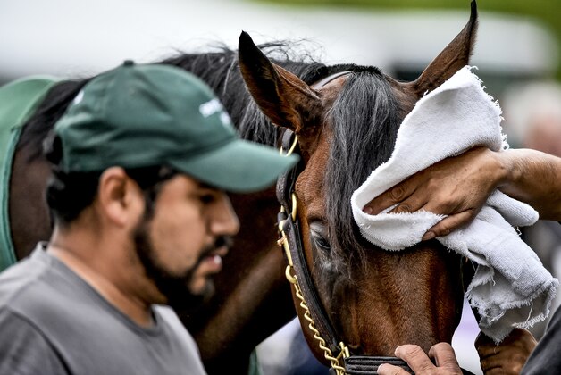 BALTIMORE, MD - MAY 18: Nyquist gets cleaned up after a jog as horses prepare for the Preakness Stakes at Pimlico Race Course on May 18, 2016 in Baltimore, Maryland. (Photo by Scott Serio/Eclipse Sportswire/Getty Images)