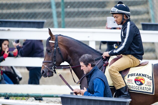 BALTIMORE, MD - MAY 18: Exaggerator comes onto the track for a jog as horses prepare for the Preakness Stakes at Pimlico Race Course on May 18, 2016 in Baltimore, Maryland. (Photo by Scott Serio/Eclipse Sportswire/Getty Images)