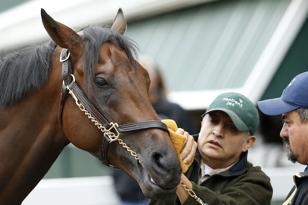 May 18, 2016; Baltimore, MD, USA; Kentucky Derby winner Nyquist receives a bath after a training session for the 141st Preakness Stakes at Pimlico Race Course. Mandatory Credit: Geoff Burke-USA TODAY Sports