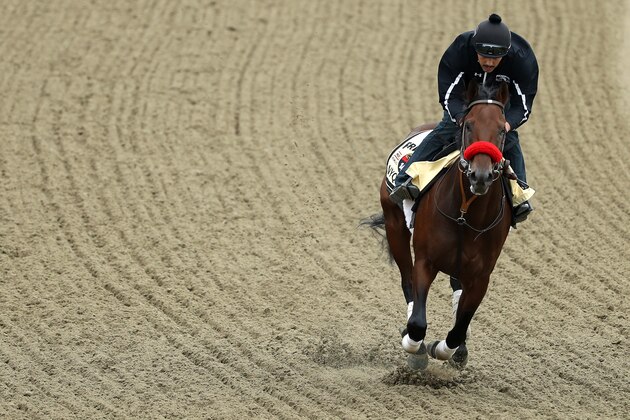 BALTIMORE, MD - MAY 19: Kentucky Derby winner Nyquist trains on track during a training session for the 141st running of the Preakness Stakes at Pimlico Race Course on on May 19, 2016 in Baltimore, Maryland. (Photo by Patrick Smith/Getty Images)