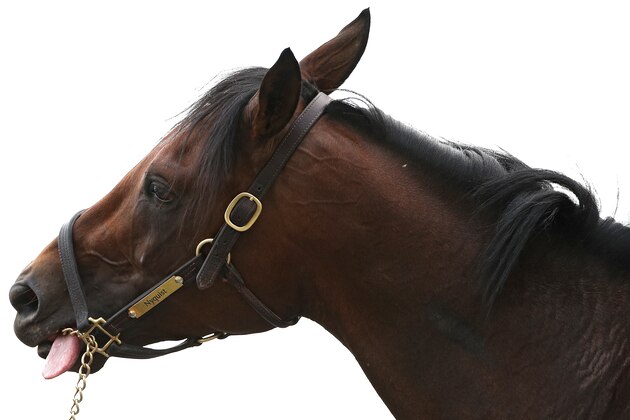 BALTIMORE, MD - MAY 19: Kentucky Derby winner Nyquist is bathed after training on track during a training session for the 141st running of the Preakness Stakes at Pimlico Race Course on on May 19, 2016 in Baltimore, Maryland. (Photo by Patrick Smith/Getty Images)