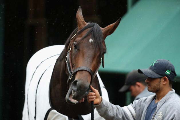 BALTIMORE, MD - MAY 17:  Kentucky Derby runner-up Exaggerator gets a bath after training in preparation for the Preakness Stakes at Pimlico Race Course on May 17, 2016 in Baltimore, Maryland.  (Photo by Rob Carr/Getty Images)