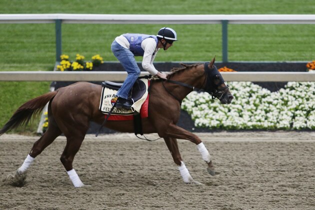 Fellowship works out with exercise rider Brian O'Leary aboard, Thursday, May 19, 2016, in Baltimore. The 141st Preakness Horse Race will be held Saturday. (AP Photo/Garry Jones)