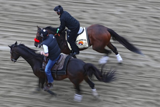 BALTIMORE, MD - MAY 18: Kentucky Derby winner Nyquist (right) is walked by exercise rider Jonny Garcia on track with an outrider (right) during a training session for the 141st running of the Preakness Stakes at Pimlico Race Course on on May 18, 2016 in Baltimore, Maryland. (Photo by Patrick Smith/Getty Images)