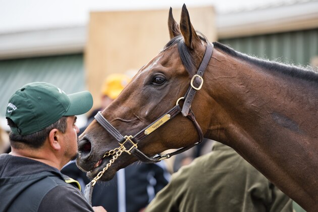 BALTIMORE, MD - MAY 19: Nyquist gets a bath at exercising in preparation for the Preakness Stakes at Pimlico Race Course on May 19, 2016 in Baltimore, Maryland. (Photo by Doug DeFelice/Eclipse Sportswire/Getty Images)
