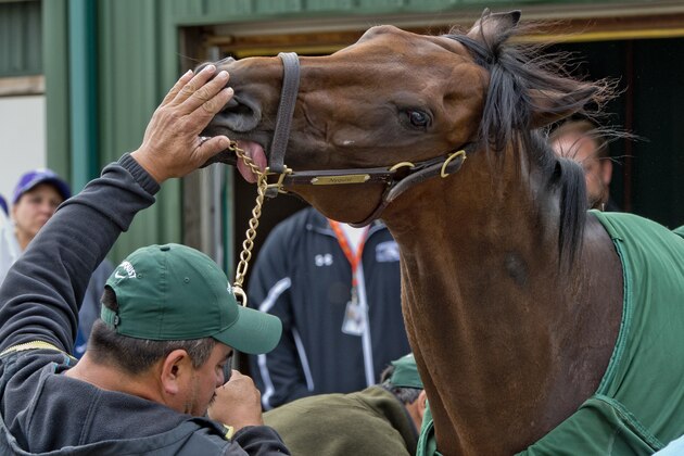 BALTIMORE, MD - MAY 19: Nyquist gets a bath after exercising in preparation for the Preakness Stakes at Pimlico Race Course on May 19, 2016 in Baltimore, Maryland. (Photo by Scott Serio/Eclipse Sportswire/Getty Images)