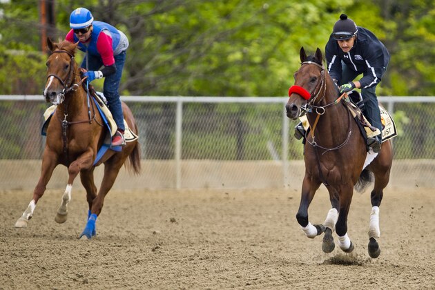 BALTIMORE, MD - MAY 19: Collected, with Georgie Alvarez, and Nyquist, with Jonny Garcia up, hook up as the exercise in preparation for the Preakness Stakes at Pimlico on May 19, 2016 in Baltimore, Maryland. (Photo by Doug DeFelice/Eclipse Sportswire/Getty Images)