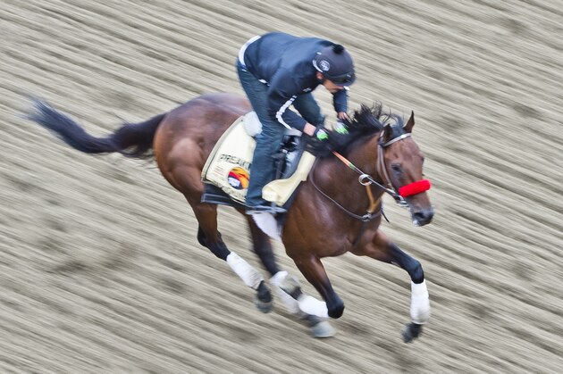 BALTIMORE, MD - MAY 19: Nyquist, ridden by Jonny Garcia, exercises in preparation for the Preakness Stakes at Pimlico Race Course on May 19, 2016 in Baltimore, Maryland. (Photo by Scott Serio/Eclipse Sportswire/Getty Images)