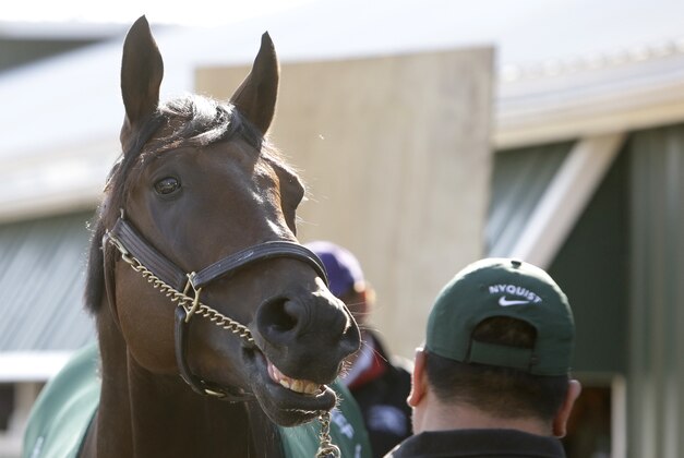 Kentucky Derby winner Nyquist stands outside a barn at Pimlico Race Course, Friday, May 20, 2016, in Baltimore. The 141st Preakness Stakes horse race is scheduled to take place May 21. (AP Photo/Garry Jones)