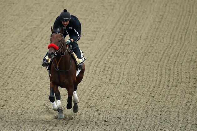 BALTIMORE, MD - MAY 19: Kentucky Derby winner Nyquist trains on track during a training session for the 141st running of the Preakness Stakes at Pimlico Race Course on on May 19, 2016 in Baltimore, Maryland. (Photo by Patrick Smith/Getty Images)