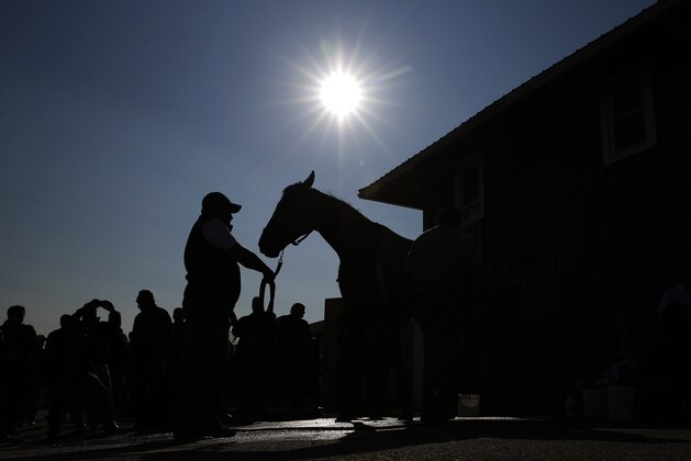 Kentucky Derby winner Nyquist is washed at Pimlico Race Course in Baltimore, Friday, May 20, 2016. The Preakness Stakes horse race is scheduled to take place May 21. (AP Photo/Patrick Semansky)