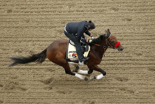 May 19, 2016; Baltimore, MD, USA; Kentucky Derby winner Nyquist runs on the track during a training session in preparation for the 141st Preakness Stakes at Pimlico Race Course. Mandatory Credit: Geoff Burke-USA TODAY Sports