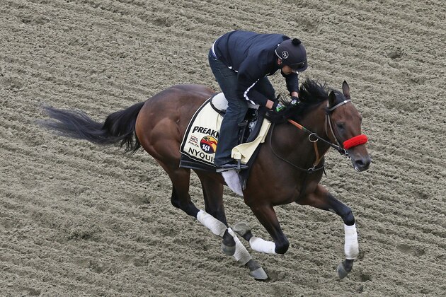 Nyquist works out with exercise rider Jonny Garcia during a morning workout, Thursday, May 19, 2016, in Baltimore. The 141st Preakness Horse Race will be held Saturday.(AP Photo/Garry Jones)