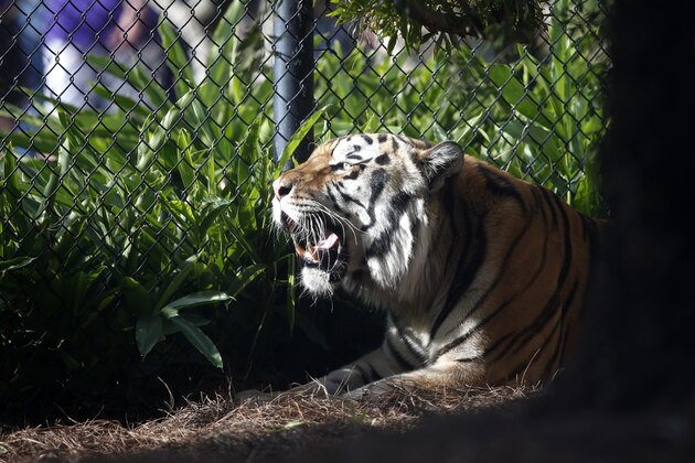 FILE - In this Oct. 17, 2015, file photo, Mike VI, LSU's tiger mascot, rests in his habitat before an NCAA college football game Between LSU and Florida in Baton Rouge, La. The university said in a statement Monday, May 23, 2016, that Mike VI has a tumor in its face near its nose. (AP Photo/Gerald Herbert, File)