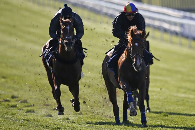 EPSOM, ENGLAND - MAY 24:  Frankie Dettori riding Wings Of Desire (C) have a racecourse gallop during the 'Breakfast with the Stars' morning at Epsom Racecourse on May 24, 2016 in Epsom, England. (Photo by Alan Crowhurst/Getty Images)