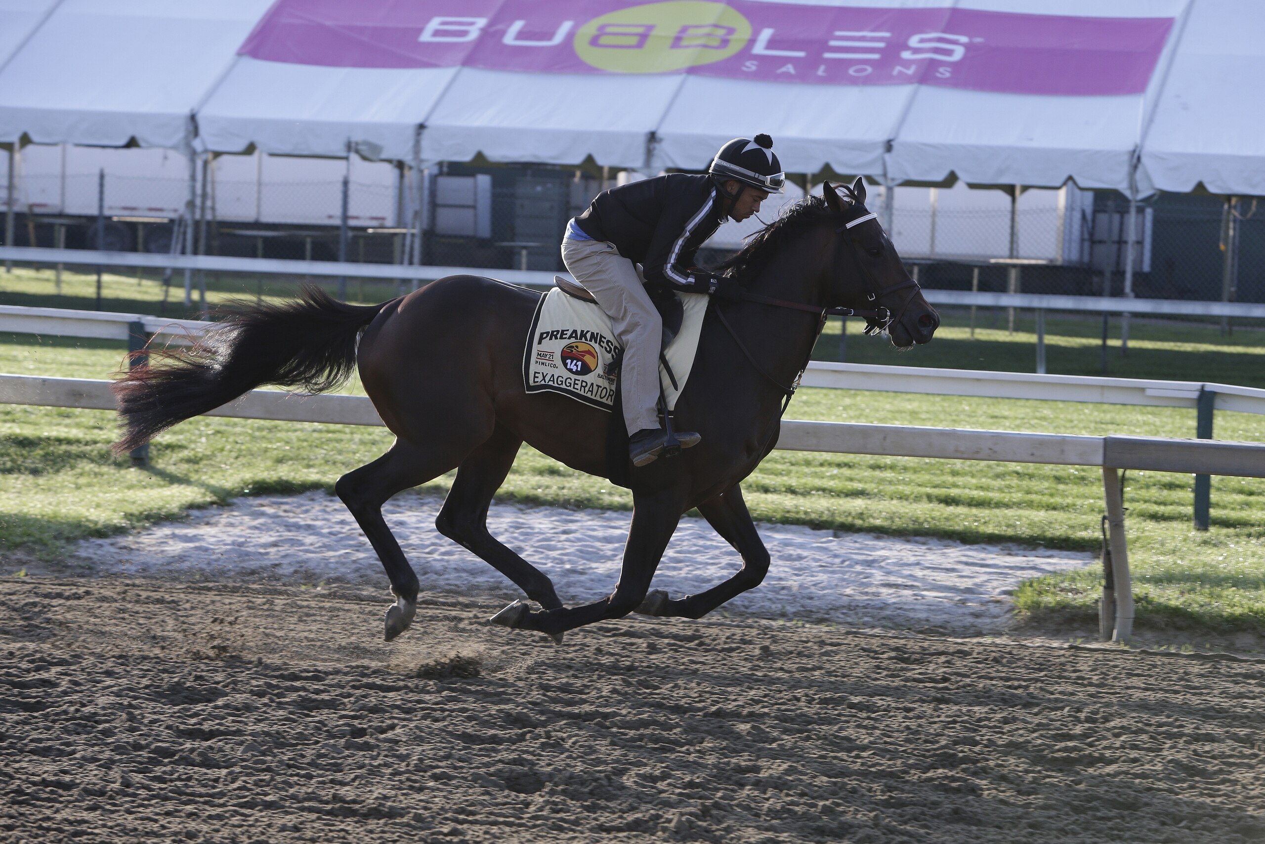 Exaggerator, ridden by exercise rider Peedy Landry works out at Pimlico Race Course, Friday, May 20, 2016, in Baltimore. The 141st Preakness Stakes horse race is scheduled to take place May 21. (AP Photo/Garry Jones) Exaggerator, ridden by exercise rider Peedy Landry works out at Pimlico Race Course, Friday, May 20, 2016, in Baltimore. The 141st Preakness Stakes horse race is scheduled to take place May 21. (AP Photo/Garry Jones)