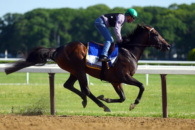 Jun 7, 2016; Elmont, NY, USA; Exaggerator trains on the main track in preparation for the 148th running of the Belmont Stakes at Belmont Park. Mandatory Credit: Brad Penner-USA TODAY Sports