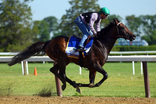 Jun 7, 2016; Elmont, NY, USA; Exaggerator trains on the main track in preparation for the 148th running of the Belmont Stakes at Belmont Park. Mandatory Credit: Brad Penner-USA TODAY Sports