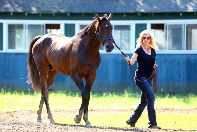 Jun 7, 2016; Elmont, NY, USA; Exaggerator is walked by a trainer after training in preparation for the 148th running of the Belmont Stakes at Belmont Park. Mandatory Credit: Brad Penner-USA TODAY Sports