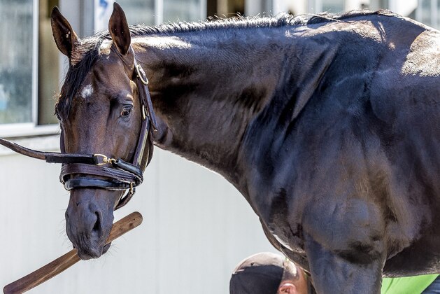 ELMONT NY - JUNE 07:  Preakness winner Exaggerator, getting a wash at Belmont Park on June 7, 2016 in Elmont, New York. (Photo by Douglas DeFelice/Eclipse Sportswire/Getty Images)