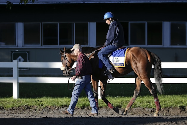 Belmont Stakes hopeful Suddenbreakingnews is led back to the stable after training on the main track at Belmont Park, Thursday, June 9, 2016, in Elmont, N.Y. Suddenbreakingnews will compete in the 148th running of the Belmont Stakes horse race on Saturday. (AP Photo/Julie Jacobson)