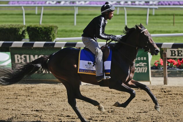 Belmont Stakes hopeful and Preakness Stakes winner, Exaggerator, with exercise rider Jermal Landry up, gallops around the main track at Belmont Park, Friday, June 10, 2016, in Elmont, N.Y. Exaggerator will compete in the 148th running of the Belmont Stakes Horse Race on Saturday. (AP Photo/Julie Jacobson)