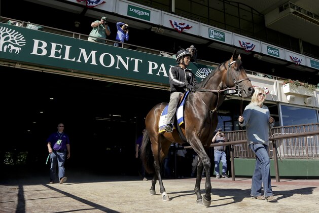 Belmont Stakes hopeful and Preakness Stakes winner, Exaggerator, with exercise rider Jermal Landry up, is led out to the main track by assistant trainer Julie Clark at Belmont Park, Friday, June 10, 2016, in Elmont, N.Y. Exaggerator will compete in the 148th running of the Belmont Stakes Horse Race on Saturday. (AP Photo/Julie Jacobson)