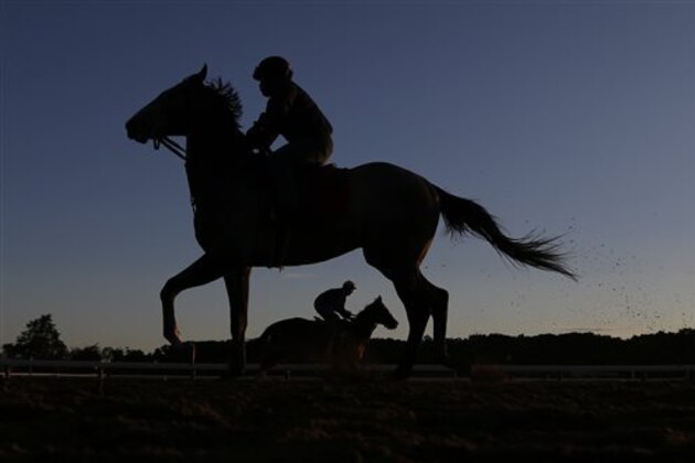 Race horses train on the main track at Belmont Park, Friday, June 10, 2016, in Elmont, N.Y. The 148th running of the Belmont Stakes Horse Race is on Saturday. (AP Photo/Julie Jacobson)