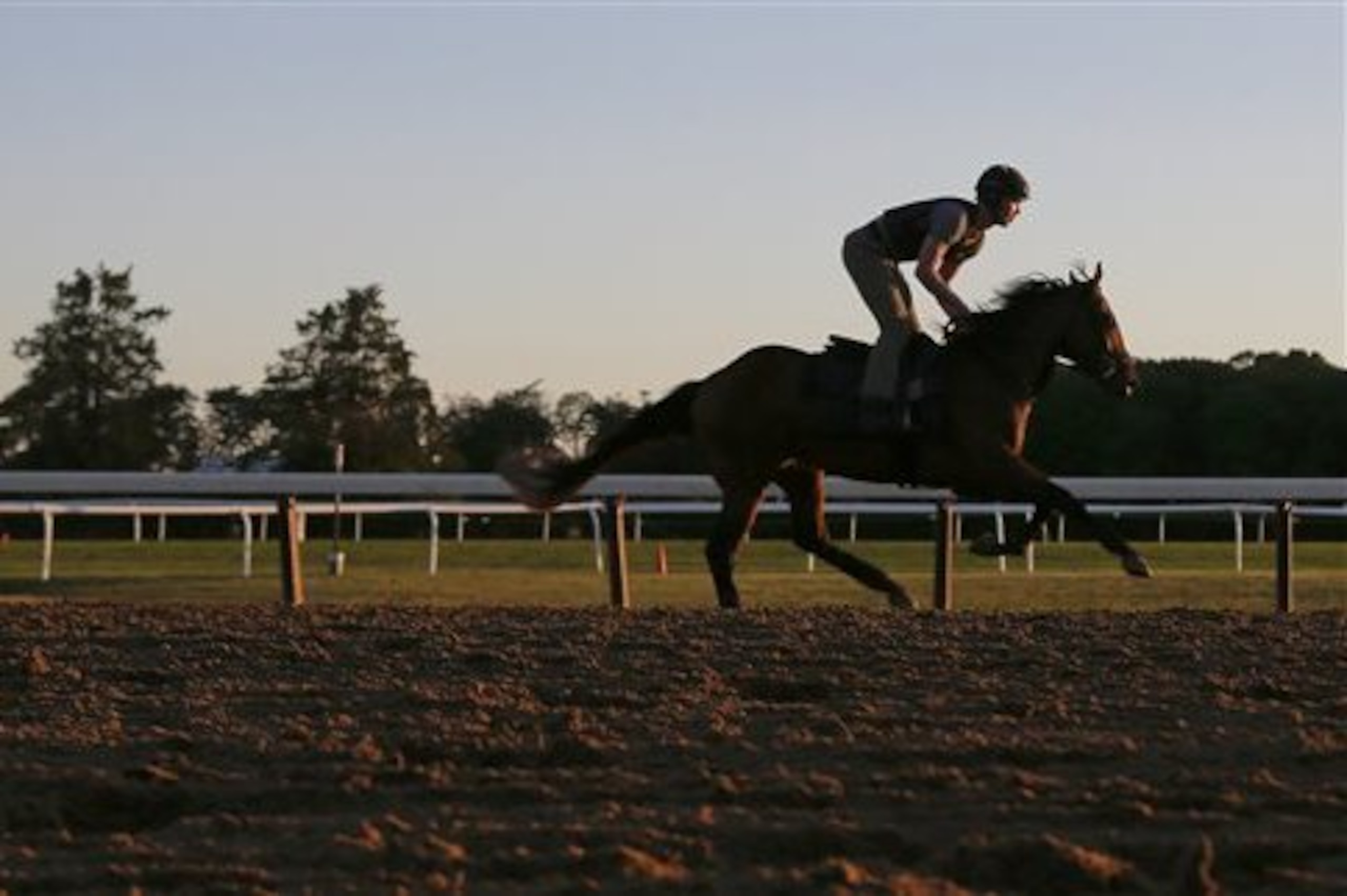 An exercise rider takes a race horse around the main track at Belmont Park, Friday, June 10, 2016, in Elmont, N.Y. The 148th running of the Belmont Stakes Horse Race is on Saturday. (AP Photo/Julie Jacobson)