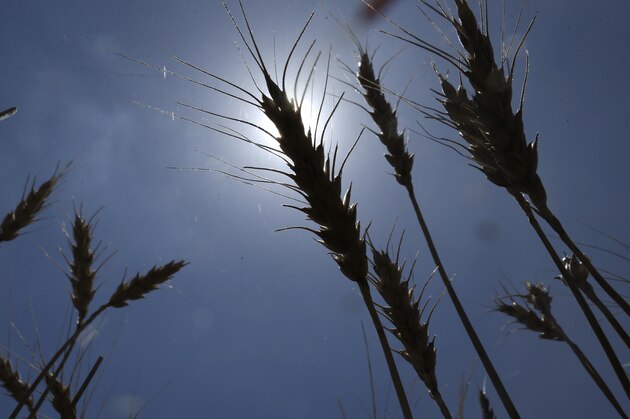 Wheat waits harvest under clear skies near Anthony, Kan., Sunday, June 21, 2015. Kansas wheat harvest is expected to get into full swing next week due to warmer dryer weather. (AP Photo/Orlin Wagner)