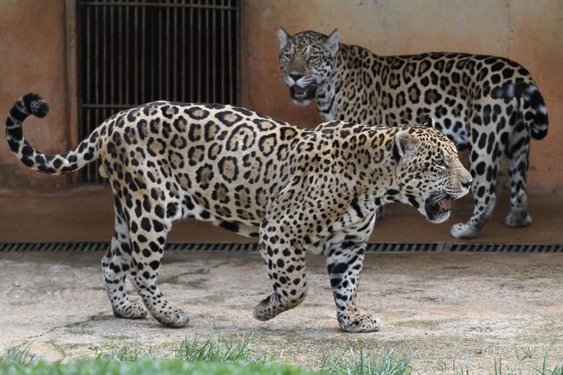 In this Nov. 13, 2012 photo, onca pintada jaguars walk in their enclosure at the Jardim Zoo in Brasilia, Brazil. The scientists at Brazil's Embrapa agriculture research agency said this week they have spent two years building a gene library with hundreds of samples from eight native species, including the collared anteater, the bush dog, the black lion tamarin, the coati, and deer and bison varieties, as well as the onca pintada jaguar and the maned wolf, according to team leader Carlos Frederico Martins. (AP Photo/Eraldo Peres)