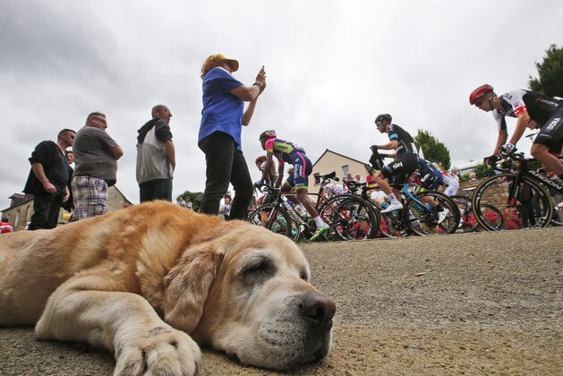 A dog rests as the pack with Sky cycling team rider Luke Rowe of Britain passes during the third stage of the Tour de France cycling race over 223.5 kilometers (138.6 miles) with start in Granville and finish in Angers, France, Monday, July 4, 2016. (AP Photo/Christophe Ena)