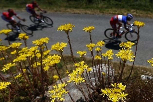 Riders pedal past a field of flowers during the sixth stage of the Tour de France cycling race over 190.5 kilometers (118.1 miles) with start in Arpajon-sur-Cere and finish in Montauban, France, Thursday, July 7, 2016. (AP Photo/Peter Dejong)