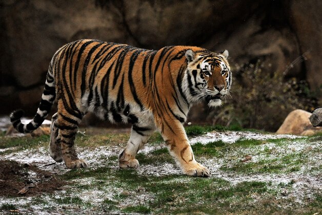 BATON ROUGE, LA - JANUARY 28:  'Mike the Tiger', the live mascot of the LSU Tigers, walks in the sleet and snow in his habitat prior to a game at the Pete Maravich Assembly Center between the LSU Tigers and the Kentucky Wildcats on January 28, 2014 in Baton Rouge, Louisiana.  LSU won the game 87-82.  (Photo by Stacy Revere/Getty Images)