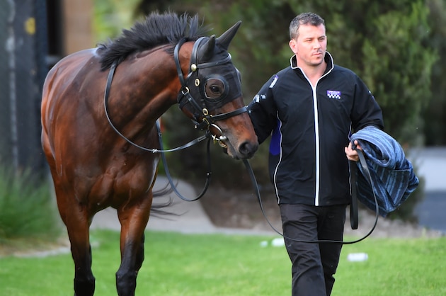 MELBOURNE, AUSTRALIA - OCTOBER 16:   Strapper Umut Odemisliogolu takes Winx for a walk after beachwork at Altona beach on October 16, 2016 in Melbourne, Australia.  The Chris Waller trained Winx is a short price favourite for Saturdays Cox Plate at Moonee Valley.  (Photo by Vince Caligiuri/Getty Images)