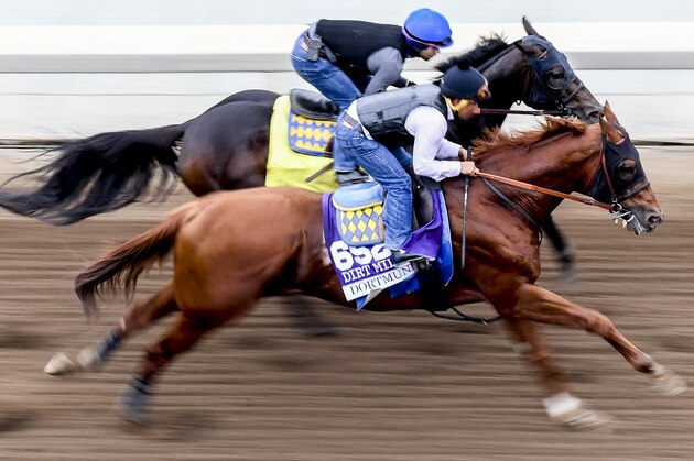 ARCADIA, CA - OCTOBER 30: Dortmund, owned by Kaleem Shah, Inc and trained by Bob Baffert, exercises in preparation for the Breeders' Cup Las Vegas Dirt Mile at Santa Anita Park on October 30, 2016 in Arcadia, California. (Photo by Scott Serio/Eclipse Sportswire/Breeders Cup)