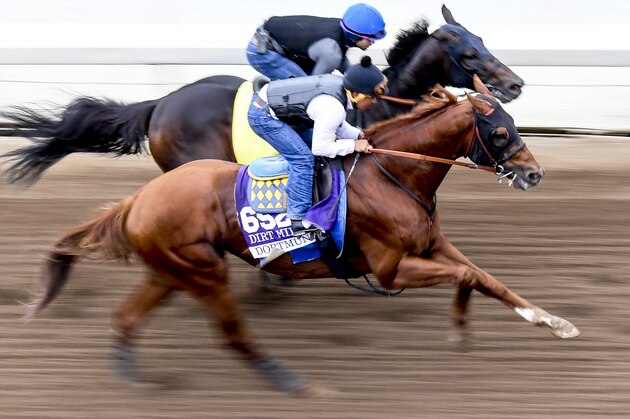 ARCADIA, CA - OCTOBER 30: Dortmund, owned by Kaleem Shah, Inc and trained by Bob Baffert, exercises in preparation for the Breeders' Cup Las Vegas Dirt Mile at Santa Anita Park on October 30, 2016 in Arcadia, California. (Photo by Scott Serio/Eclipse Sportswire/Breeders Cup)