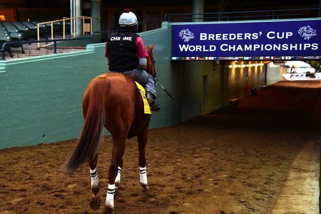 ARCADIA, CA - NOVEMBER 01:  California Chrome heads to the paddock during training for the 2016 Breeders' Cup World Championships at Santa Anita Park on November 1, 2016 in Arcadia, California.  (Photo by Harry How/Getty Images)