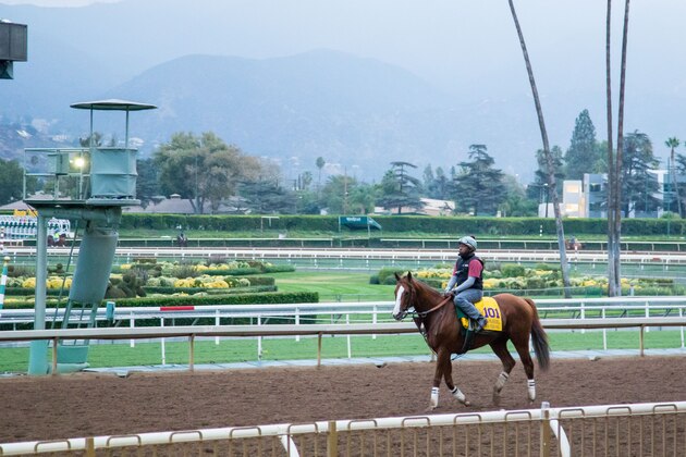 ARCADIA, CA - NOVEMBER 01: California Chrome, owned by California Chrome LLC and trained by Art Sherman, exercises in preparation for the Breeders' Cup Classic at Santa Anita Park on November 1, 2016 in Arcadia, California. (Photo by Kazushi Ishida/Breeders Cup via Getty Images)