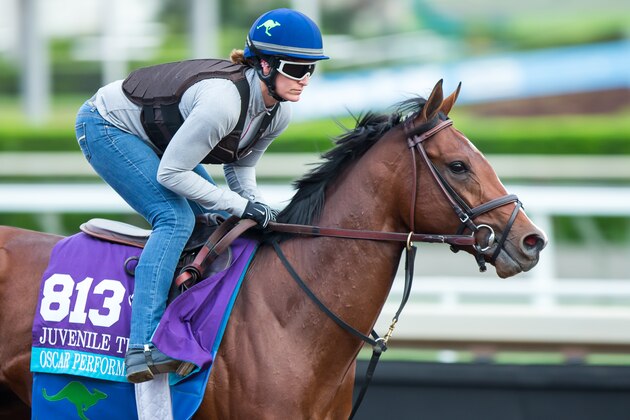 ARCADIA, CA - NOVEMBER 01: Oscar Performance, owned by American Racing, LLC and trained by Brian A. Lynch, exercises in preparation for the Breeders' Cup Juvenile Turf at Santa Anita Park on November 1, 2016 in Arcadia, California. (Photo by Kazushi Ishida/Breeders Cup via Getty Images)