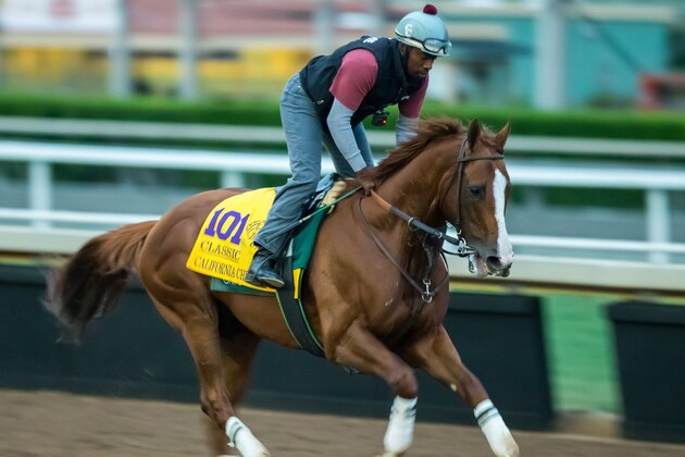 ARCADIA, CA - NOVEMBER 01: California Chrome, owned by California Chrome LLC and trained by Art Sherman, exercises in preparation for the Breeders' Cup Classic at Santa Anita Park on November 1, 2016 in Arcadia, California. (Photo by Kazushi Ishida/Breeders Cup via Getty Images)
