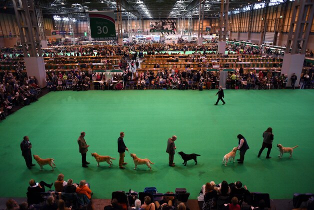 Retriever dogs are judged in the parade ring on the second day of the Crufts dog show at the National Exhibition Centre in Birmingham, central England, on March 11, 2016. / AFP / OLI SCARFF        (Photo credit should read OLI SCARFF/AFP/Getty Images)