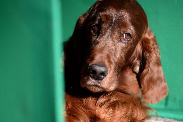 An Irish Setter dog rests in its pen on the second day of the Crufts dog show at the National Exhibition Centre in Birmingham, central England, on March 11, 2016. / AFP / OLI SCARFF        (Photo credit should read OLI SCARFF/AFP/Getty Images)