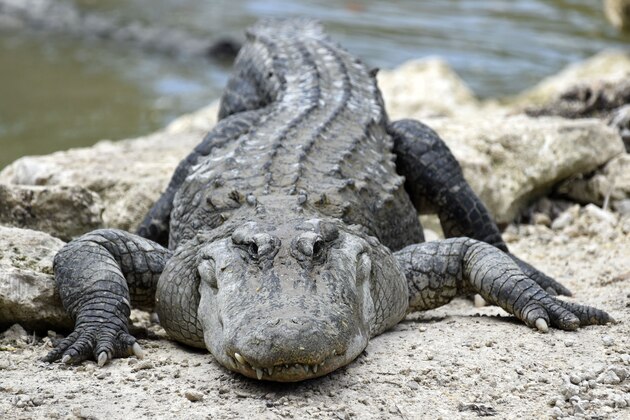 An American Alligator rests on a rock at the alligator lagoon at Everglades Alligator Farm in Homestead, Florida, on June 24, 2016. 
Florida, famed for its turquoise beaches, is almost as well known for its alligators. Humans are not their favorite meal, but one would not know that from the recent series of alarming gator attacks on people. / AFP / RHONA WISE / TO GO WITH AFP STORY by Leila MACOR, 'Encounters between gators, humans on rise in Florida'        (Photo credit should read RHONA WISE/AFP/Getty Images)