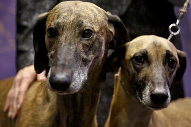 Toby, 5, left, and Izzy, 4, both Sloughi breed from Illinois owners, are shown at a press conference, Monday Jan. 30, 2017, in New York. The dogs are among three new breeds competing in the 141st Westminster Kennel Club Dog Show at Madison Square Garden, Feb. 13-14. (AP Photo/Bebeto Matthews)
