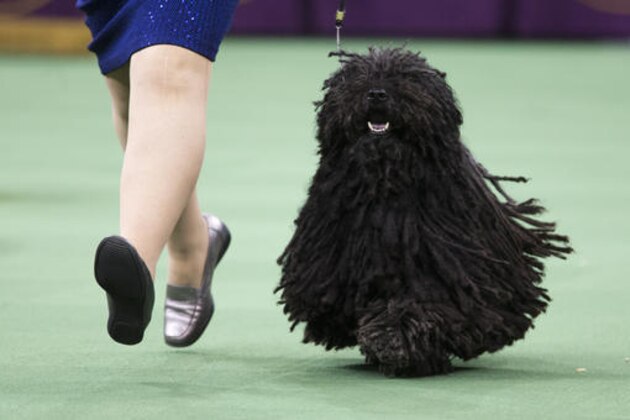 FILE - In this Monday, Feb. 15, 2016, file photo, Preston the puli, competes in the ring during the Herding group competition during at 140th Westminster Kennel Club dog show, at Madison Square Garden in New York. Be it a boerboel or basenji, a Swedish vallhund or Norwegian elkhound, all eyes in dogdom will be on Madison Square Garden for the 141st Westminster Kennel Club. Preston is guaranteed to get off to a good start when the show begins Monday, Feb. 13, 2017. He's the only puli entered, assuring him a spot in the herding group final later that night. (AP Photo/Mary Altaffer, File)