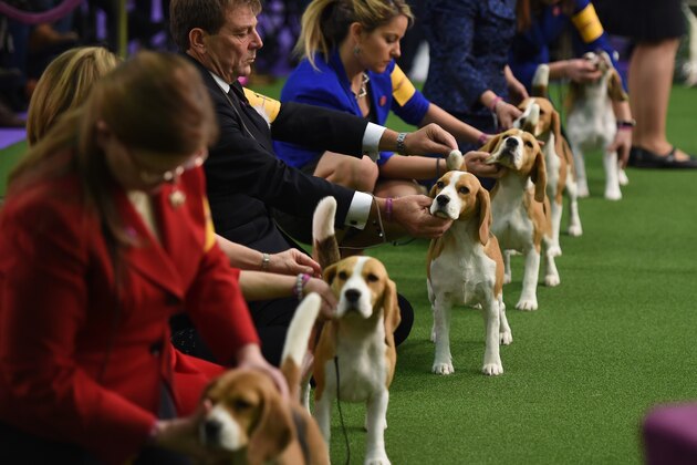 Beagles line up in the judging area during Day One of competition at the Westminster Kennel Club 141st Annual Dog Show in New York on February 13, 2017. / AFP / TIMOTHY A. CLARY        (Photo credit should read TIMOTHY A. CLARY/AFP/Getty Images)
