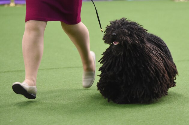 The Pulik is seen in the judging area during Day One of competition at the Westminster Kennel Club 141st Annual Dog Show in New York on February 13, 2017. / AFP / TIMOTHY A. CLARY        (Photo credit should read TIMOTHY A. CLARY/AFP/Getty Images)